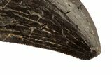 Serrated, Tyrannosaur Tooth - Two Medicine Formation #192636-2